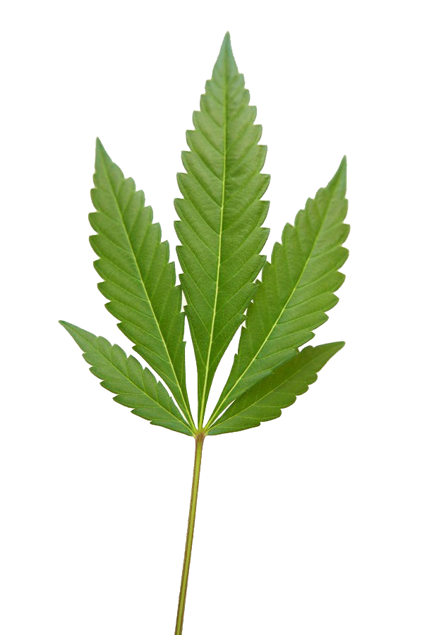 marijuana weed png image